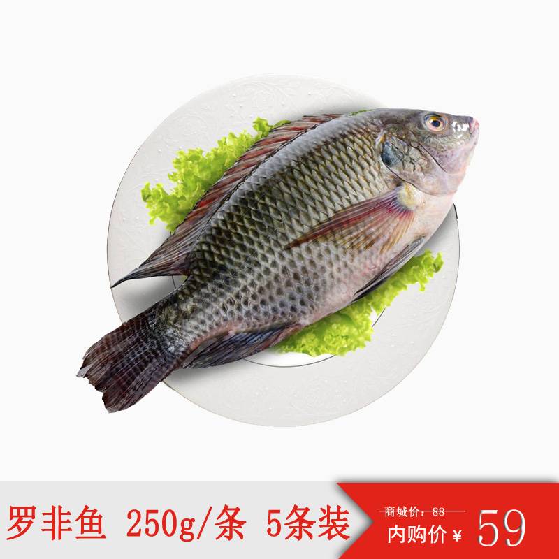 【正常发货】罗非鱼冻鲫鱼罗非鱼鲫鱼