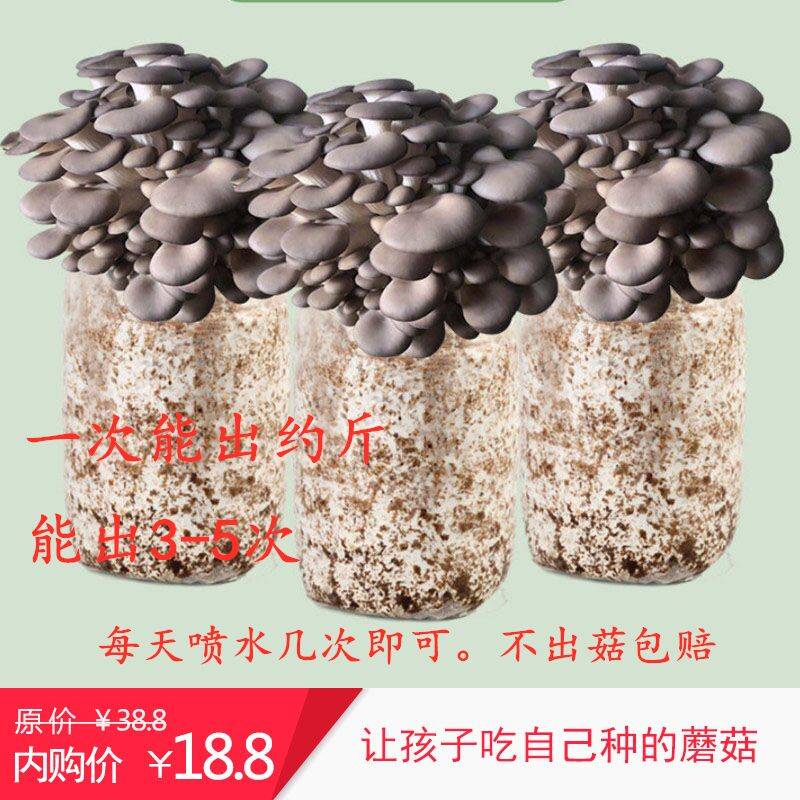 蘑菇菌包家庭种植平菇菌包人工冻菌种食用菌香菇菌种(买1发3) 灰平菇
