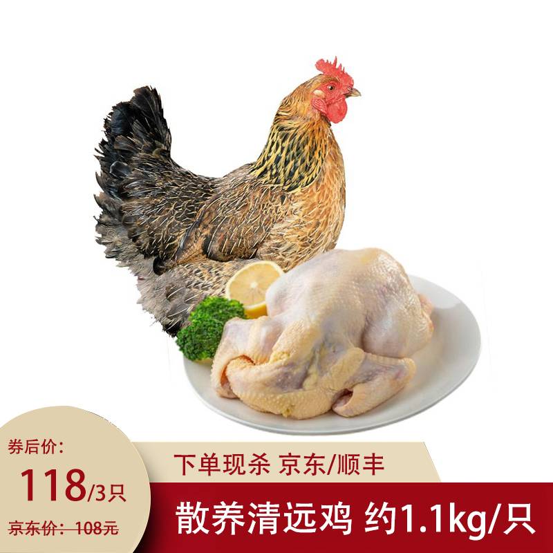 【限时特价拍3只要118元!】散养清远鸡土鸡走地鸡 约1.1kg/只 整只装